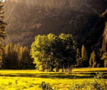 Sunlit meadow with forest and mountains